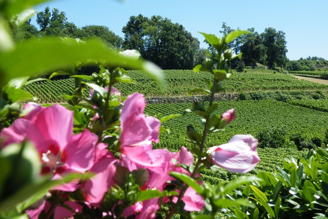 Saint Emilion Wine Tour Half Day - Important Tour Information