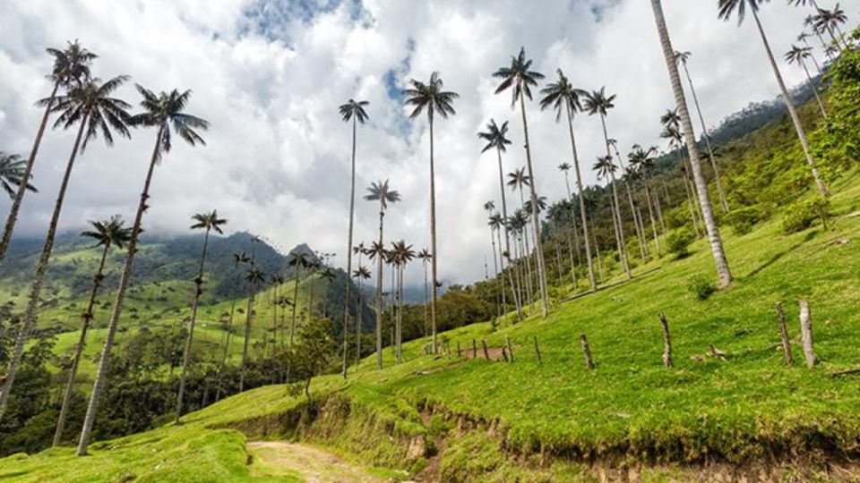 Salento and Cocora Valley Full Plan From Pereira or Armenia - Transportation and Pickup Options