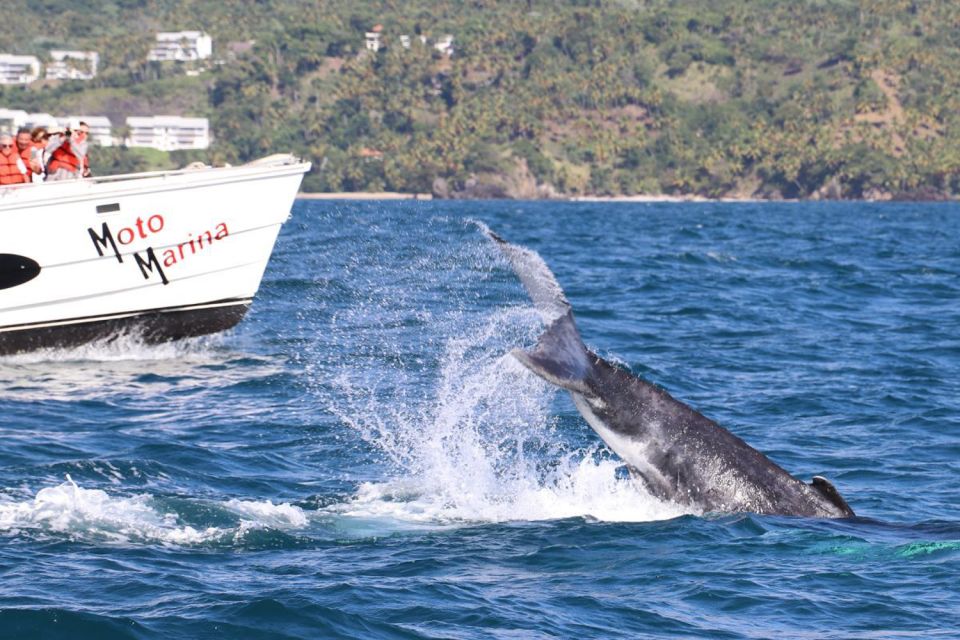 Samana: Bay of Samana Whale Watching Experience - Scenic Bay Exploration