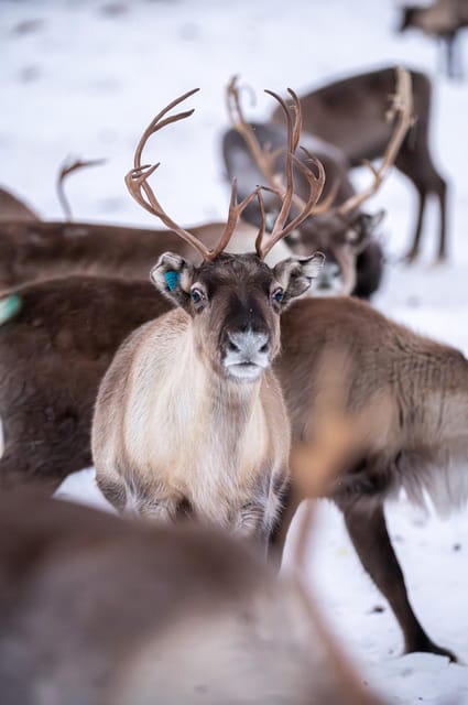 Sami Reindeer Experience - Meeting Point Details