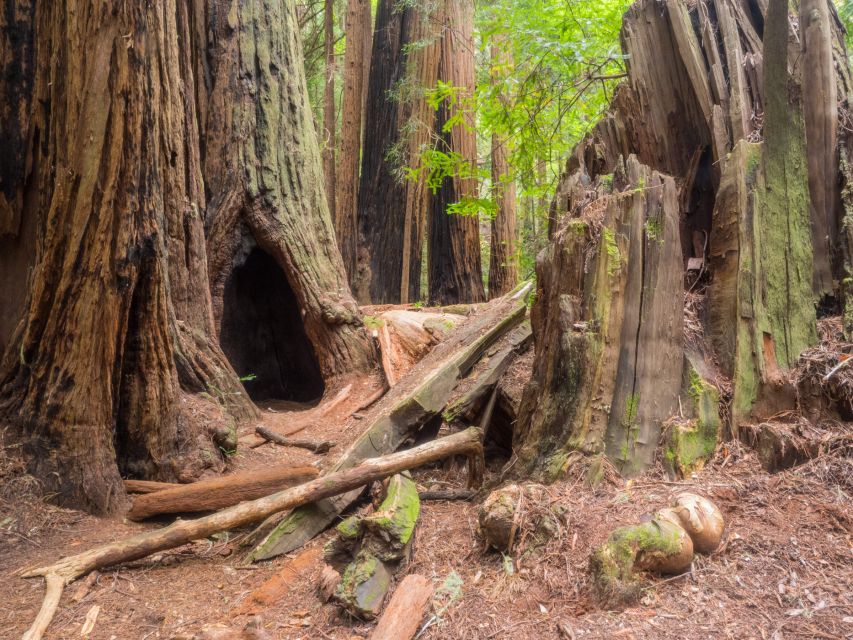 San Francisco: Private Muir Woods and Sausalito Tour - Itinerary Highlights