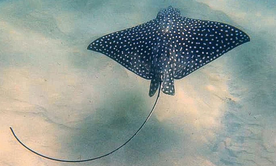 San Jose Del Cabo Snorkeling Tour - Meeting Point