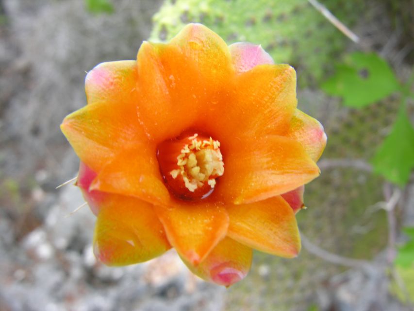 Santo Domingo: Natural Treasures of the City - Strolling Through the Zen Garden