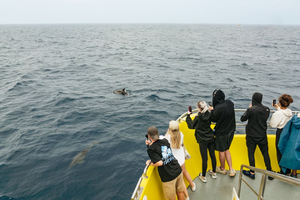 São Miguel Azores: Half-Day Whale Watching Trip - Sightseeing