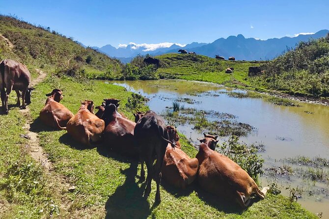 Sapa The Hidden Trail Trek 1 Day - Mountain & Rice Valley - Tour Type