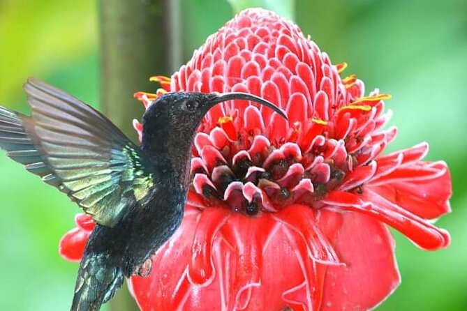 Scenic Tropical Rainforest & Island Tour - Highlights of the Itinerary