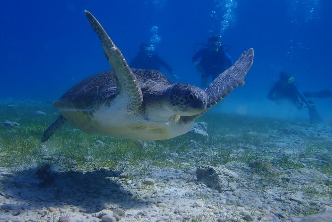 Scuba Diving Activity in Pernera - Additional Information