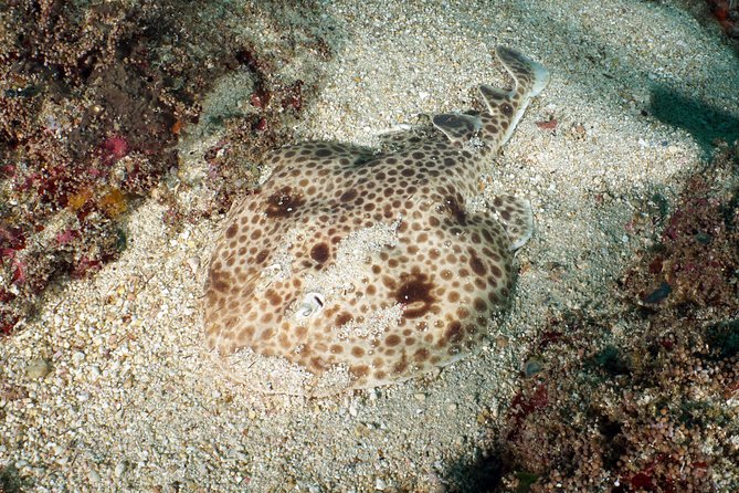 Scuba Diving at Padangbai: Shark Point and Blue Lagoon - Safety Guidelines