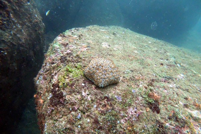 Scuba Diving in Unawatuna - Customer Experiences and Feedback