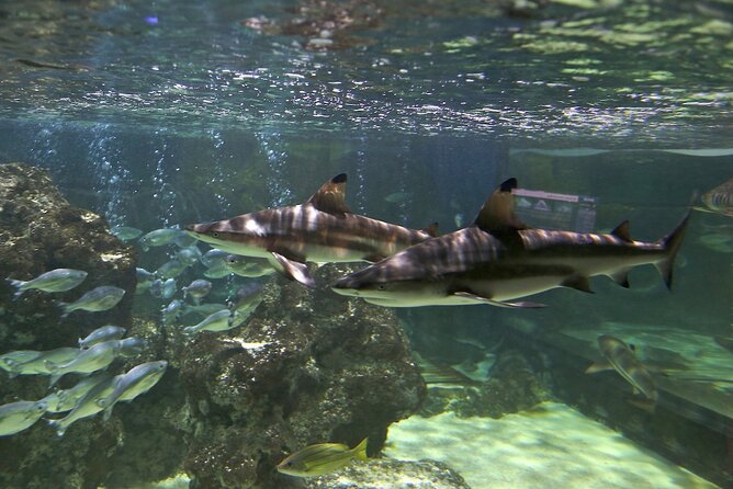 SEA LIFE Blackpool Admission Ticket - Visitor Guidelines