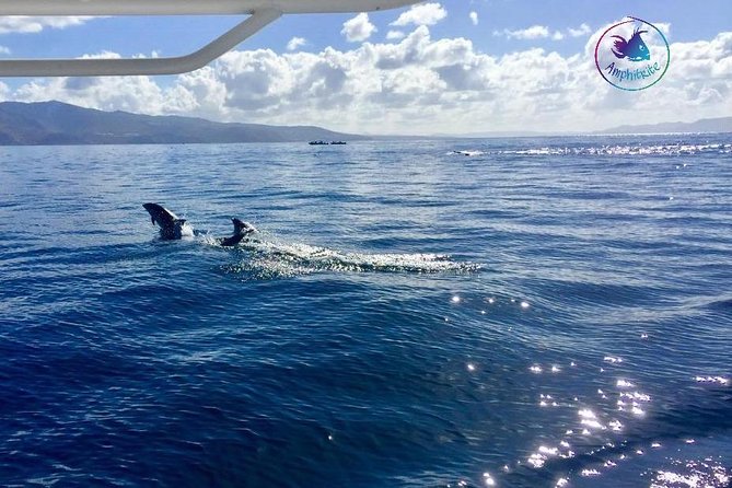 Sea Trip and Observation of Cetaceans, Dolphins in Small Groups - Tips for a Successful Trip