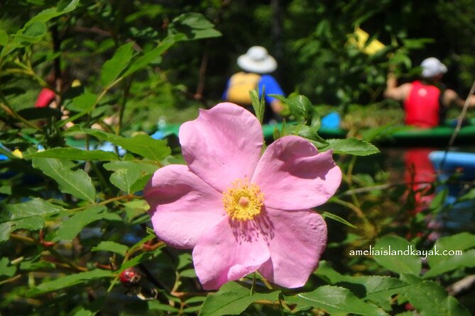 Self Guided Family Friendly Kayak Rental Experience Old Florida - Exploring Local Ecosystems and Wildlife