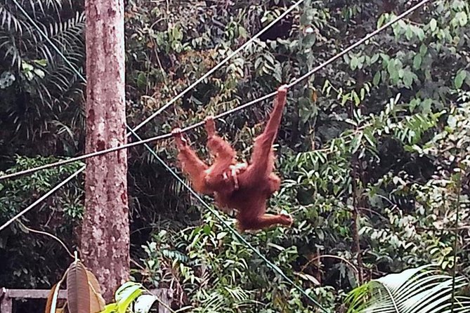 Semenggoh Orangutan Centre From Kuching - Preparation Tips for Visitors