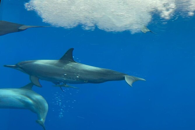 Semi Submarine Boat Experience to Klein Bonaire - Customer Reviews and Ratings