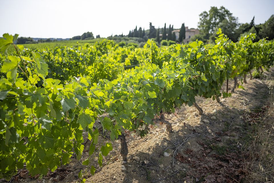 Sète: Half–Day Wine Tour - Whats Included