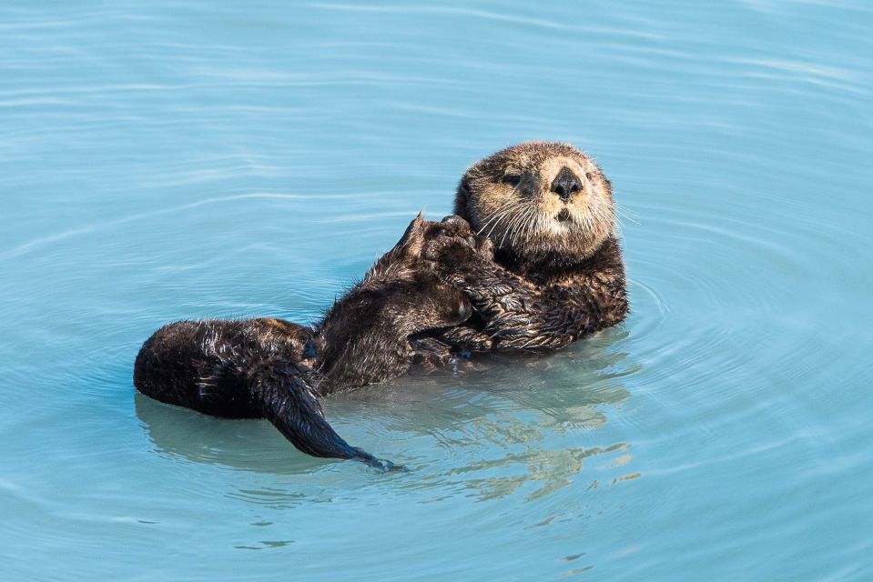 Seward: Kenai Fjords National Park Extended Cruise - Knowledgeable Vessel Captain Insights