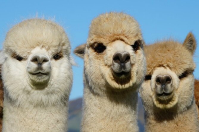 Shamarra Alpaca Farm Tours - Booking and Pricing Details