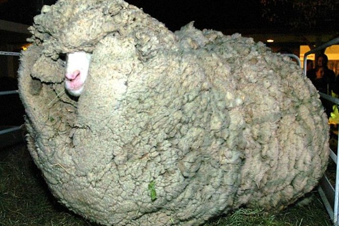 Sheep World Country Tour From Auckland - Customer Feedback