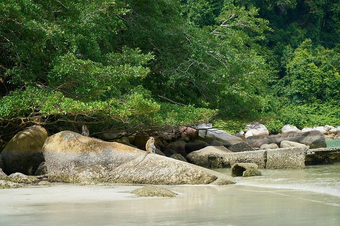 Silver Leaf Monkeys and Firefly Tour With Boat Ride and Seafood Dinner - Meeting and Pickup Details