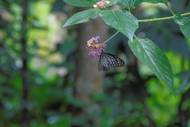 Sinharaja Rain Forest Tours (Full Day) - Meeting Point Information