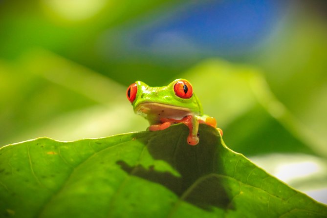 Skip the Line: Diamante Eco Adventure Park: Animal Sanctuary Discovery Ticket - Additional Activities and Attractions