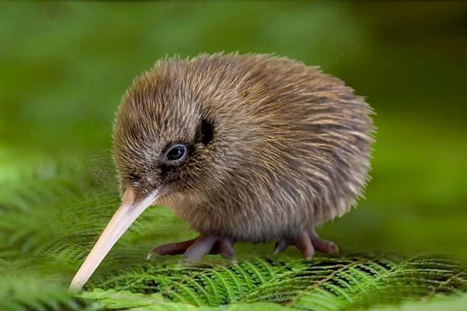 Skip the Line: Franz Josef Wildlife Center Ticket With Optional Backstage Pass - Backstage Pass Tour Features