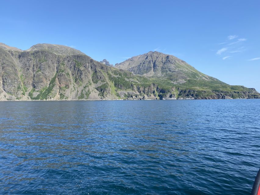 Skjervøy: Birds and Wildlife of Arctic Norway - Marine Life Encounters