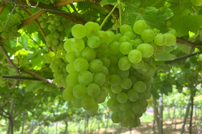 Skywalk, Madeira Wines Tasting and Vineyards 4x4 Experience - Inclusions and Exclusions