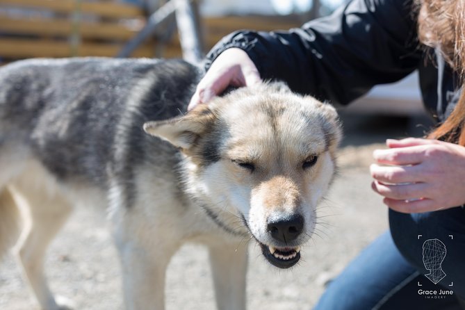 Sled Dog Adventure and Pan for Gold in the Yukon - Mushing Expertise