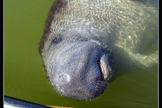 Small-Group Everglades Boating Kayaking and Walking Eco Tour - Pricing Details