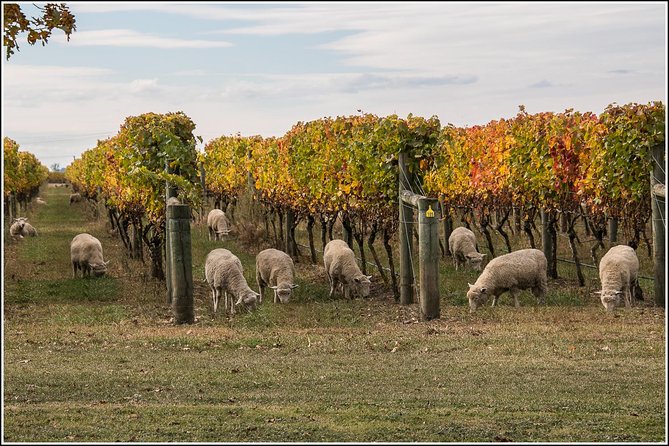 Small Group - Napier, Wine, Beer & Cider Tour - 5.5 - 6 Hours - Booking and Pickup Details