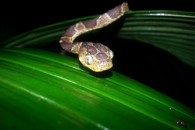 Small Group Night Walking Tour in Monteverde - Customer Feedback