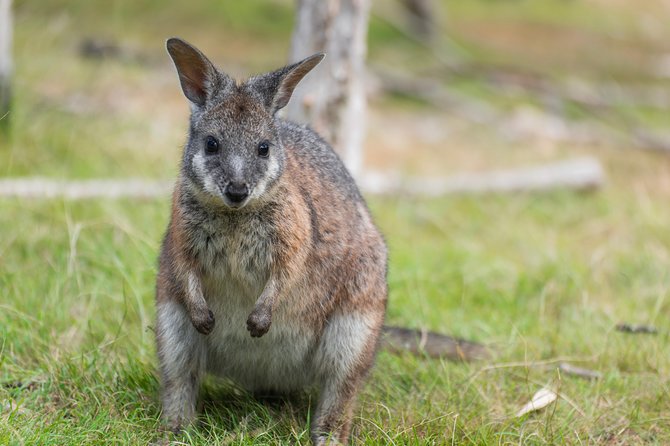 Small-Group Phillip Island Penguin Parade Day Tour From Melbourne - Customer Reviews