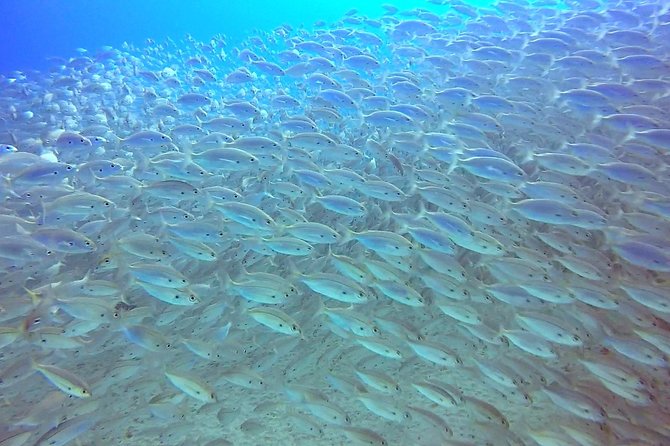 Snorkel Experience in Lanzarote - Transfer Options