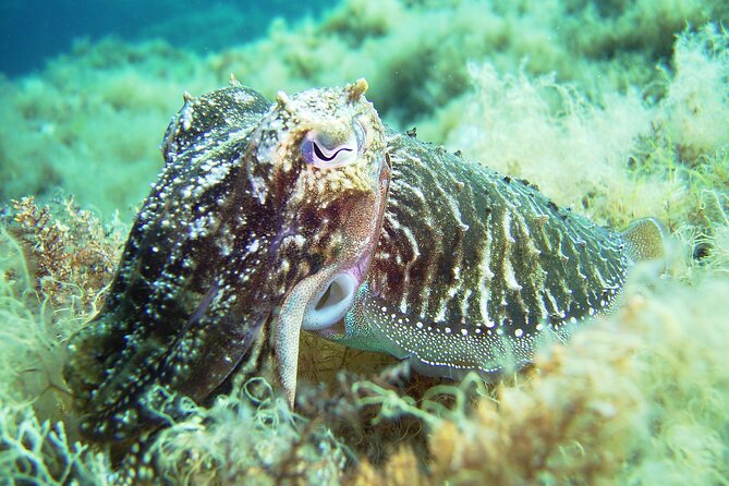 Snorkeling Adventure Trip - Customer Testimonials and Reviews