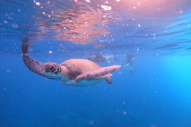 Snorkeling and Boat Tour in a Turtle Area - Accessibility Features