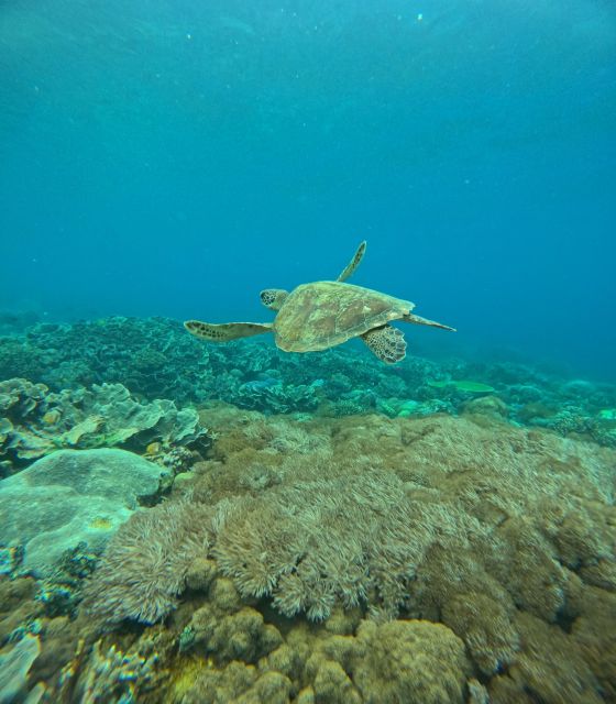 Snorkeling Nusapenida - Best Part Swim With the Mantarays🤙 - Booking Your Adventure