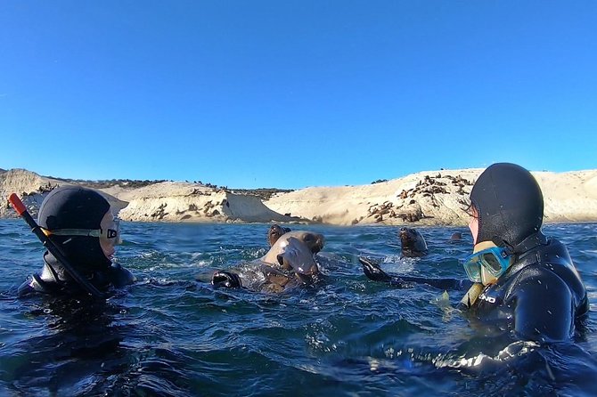 Snorkeling With Sea Lions by Madryn Buceo - Customer Experiences