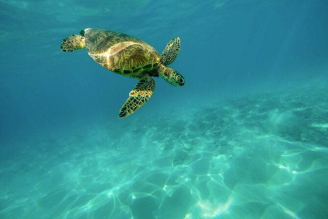 Snorkeling With Sea Turtles in Mirissa (Pickup and Drop Included) - Whats Included in the Tour