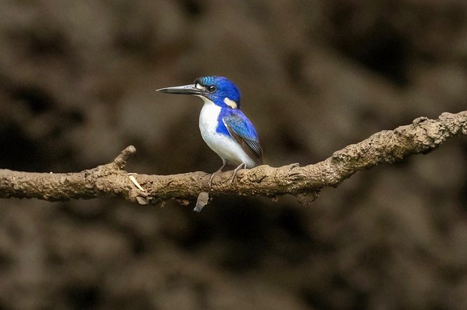 Solar Whisper Daintree River Crocodile and Wildlife Cruise - Guest Reviews and Ratings