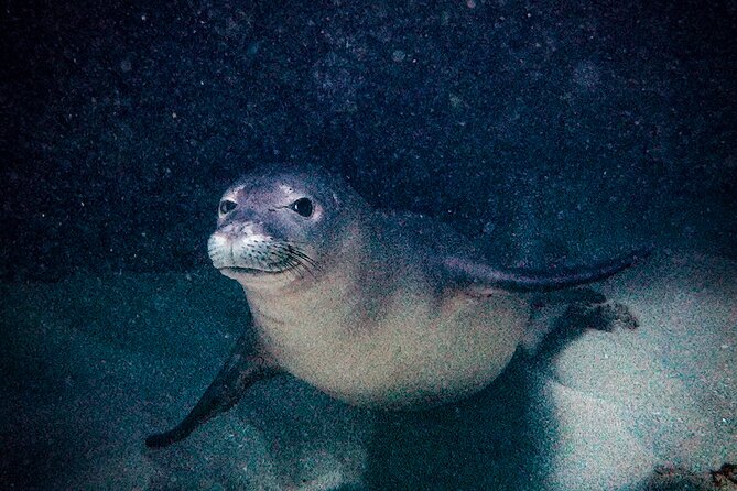 South Maui Shore Dive - Requirements for Divers