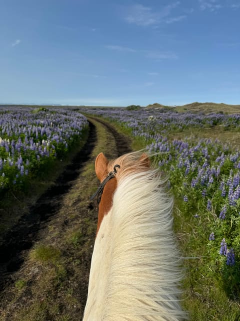 South of Iceland: Black Beach Riding Tour - Preparation for Your Ride