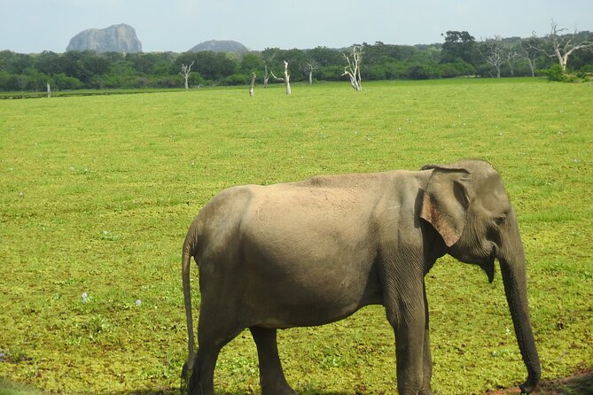 Special Leopards Safari Yala National Park - 04.30 Am to 11.30 Am - Inclusions and Whats Provided