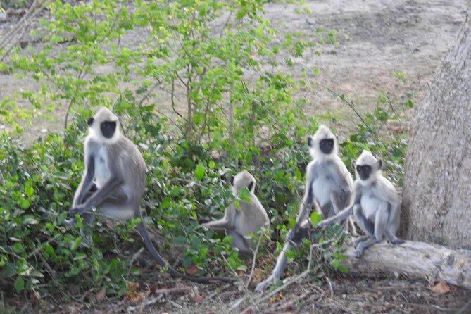 Special Morning Safari -04.30 Am to 11.30 Am - Half Day Safari - What to Expect