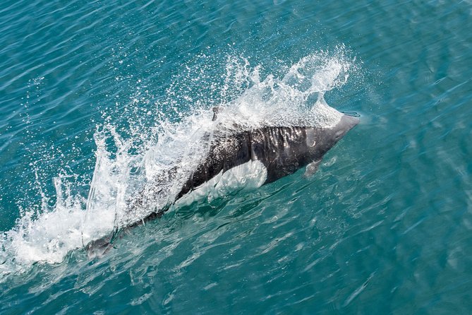 Spring Wildlife Cruise - Onboard Experience