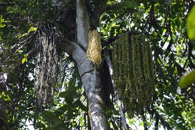 Sri Lanka Sinharaja Rain Forest Tour - Customer Reviews and Ratings