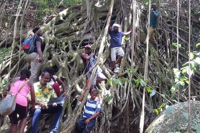 St Kitts Half-Day Rainforest Tour - Traveler Reviews