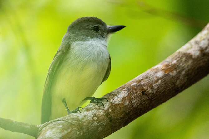 St Lucia Birdwatching Tour at Rainforest Adventures - Transportation Details