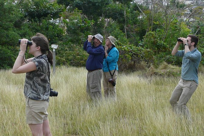St.Martin - St.Maarten: Small Group, Birding Tour / Bird Watching Tour - Reviews and Customer Feedback