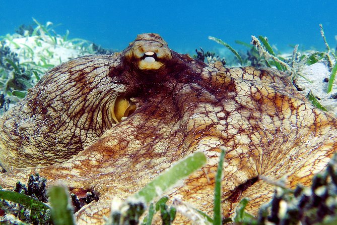 St Thomas Sea Turtle Snorkel Kayak Adventure Tour - Safety and Requirements